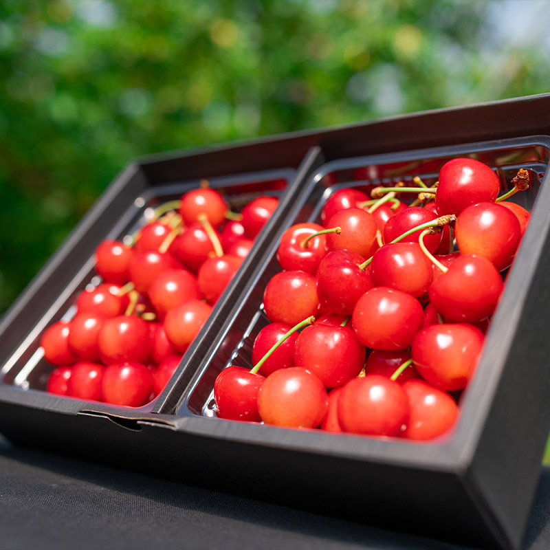 さくらんぼ 「紅秀峰」 600g 特秀品 2Lサイズ以上 山形産【令和8年産先行予約】 FS24-037