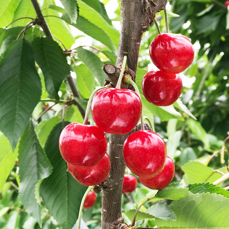 さくらんぼ 「紅秀峰」 600g 特秀品 2Lサイズ以上 山形産【令和7年産先行予約】 FS24-037