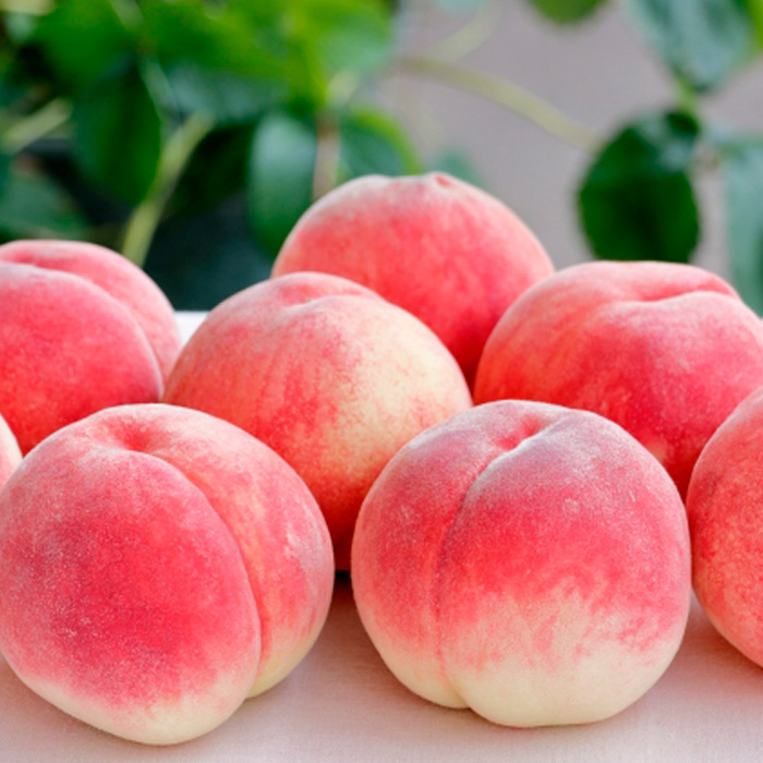 山形産 柔らかめの白桃と黄桃　約３kgセット（6～14玉) 【令和8年産先行予約】FS23-720