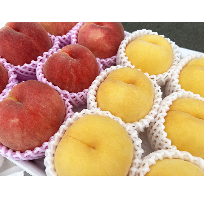 山形市産 黄桃と白桃の2色セット 秀 3kg(硬め） 【令和8年産先行予約】FS23-848