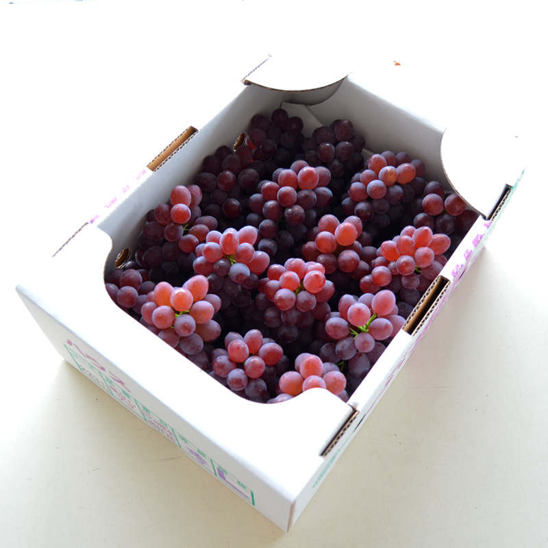 【ご家庭用】山形のデラウエア M～3L 約2kg(9～22房) [粒サイズおまかせ]【令和8年産先行予約】 FS24-137