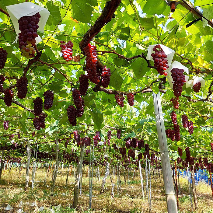 【ご家庭用】山形のデラウエア M～3L 約4kg [粒サイズおまかせ] 【令和8年産先行予約】FS24-570