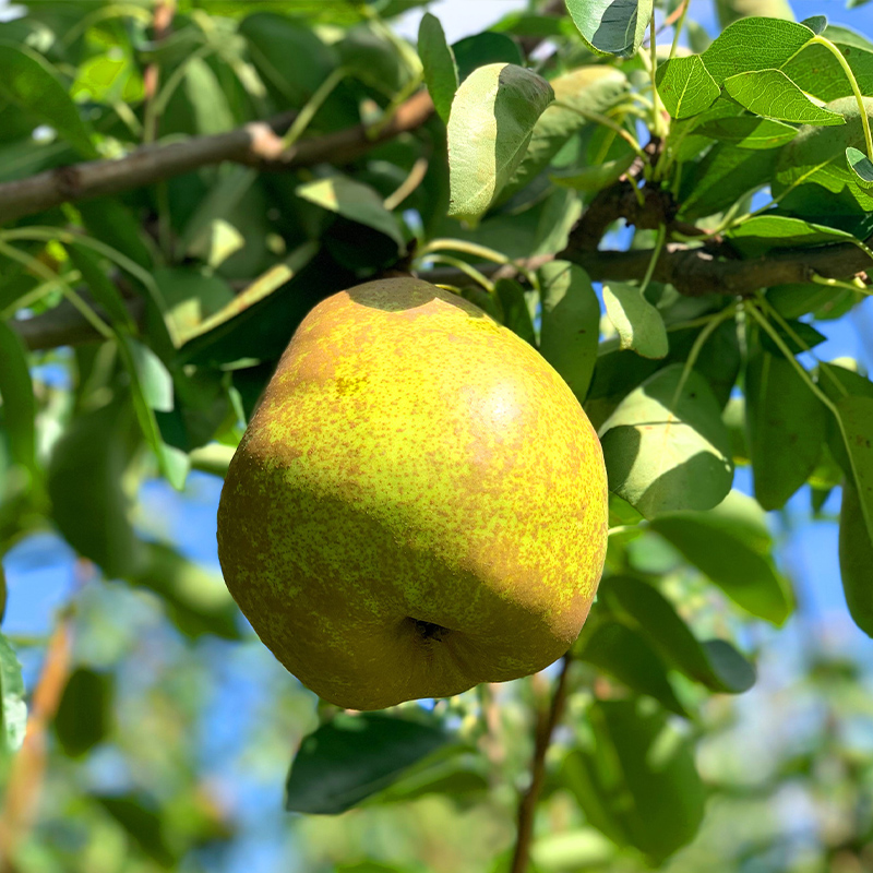 ★食べ頃出荷★山形県産 「ラ・フランス」 特秀品 2kg (5～9玉) 洋梨 ラフランス 山形 【令和7年産先行予約】FS24-818