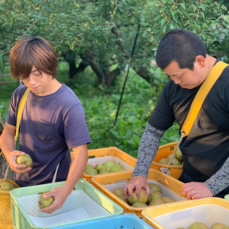 ★食べ頃出荷★山形県産 「ラ・フランス」 特秀品 5kg (12～20玉) 洋梨 ラフランス 山形 【令和7年産先行予約】FS24-819