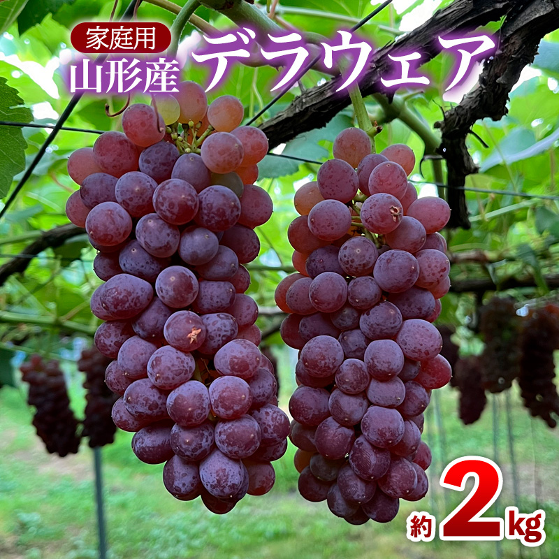 【家庭用】デラウェア 約2kg 12～16房 FZ26-730