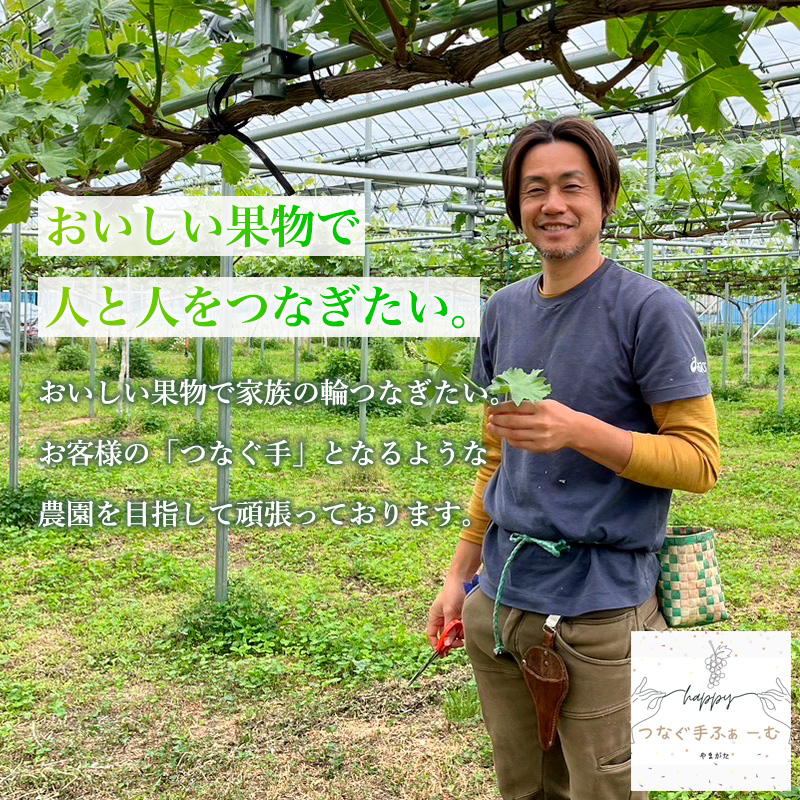 【家庭用】デラウェア 約2kg 12～16房 FZ26-730