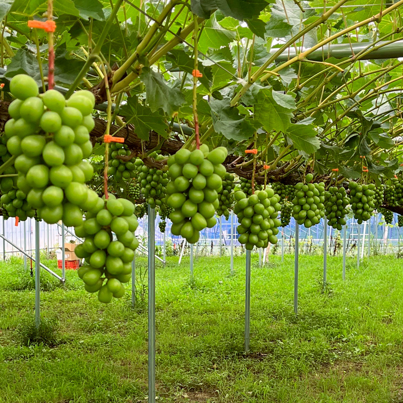 【家庭用】シャインマスカット 約1.4kg 2～3房 【令和8年産先行予約】FS25-587