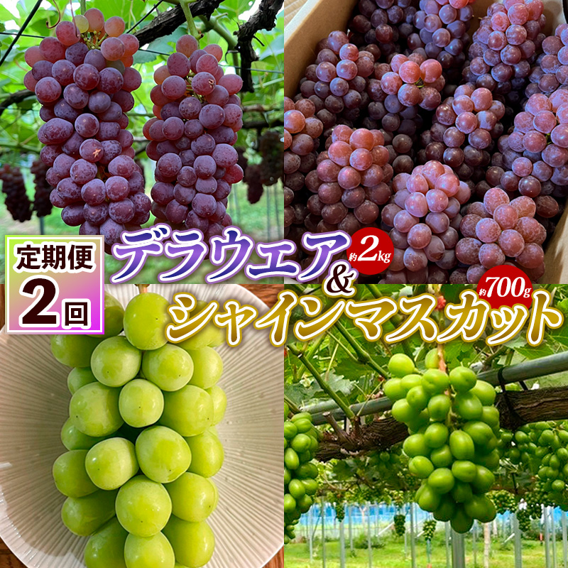【定期便2回】デラウエア 約2kg 10房～16房＆シャインマスカット 約700g 1房 FY25-004