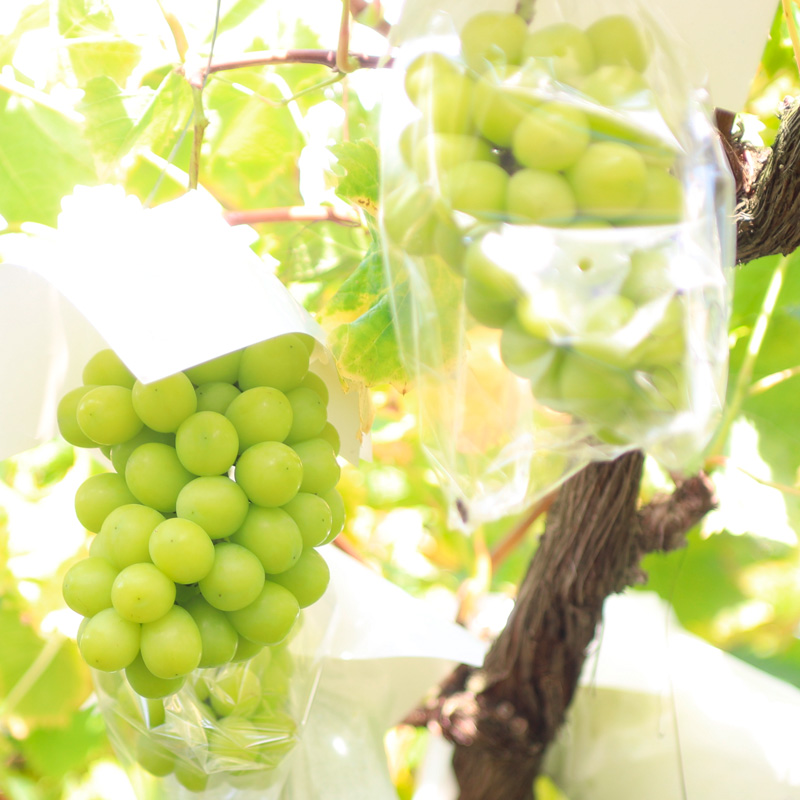 【定期便4回】桃たっぷり便～ぶどうとりんごも～ 【令和8年産先行予約】FS25-689