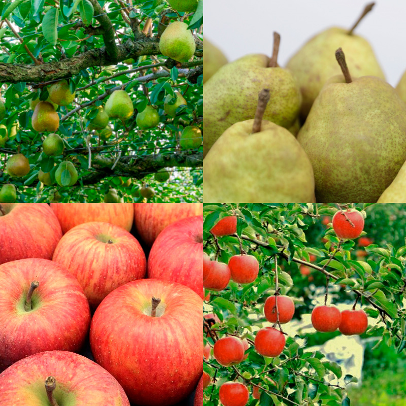 【定期便4回】秋冬味覚！満腹フルーツ便 【令和8年産先行予約】FS25-691