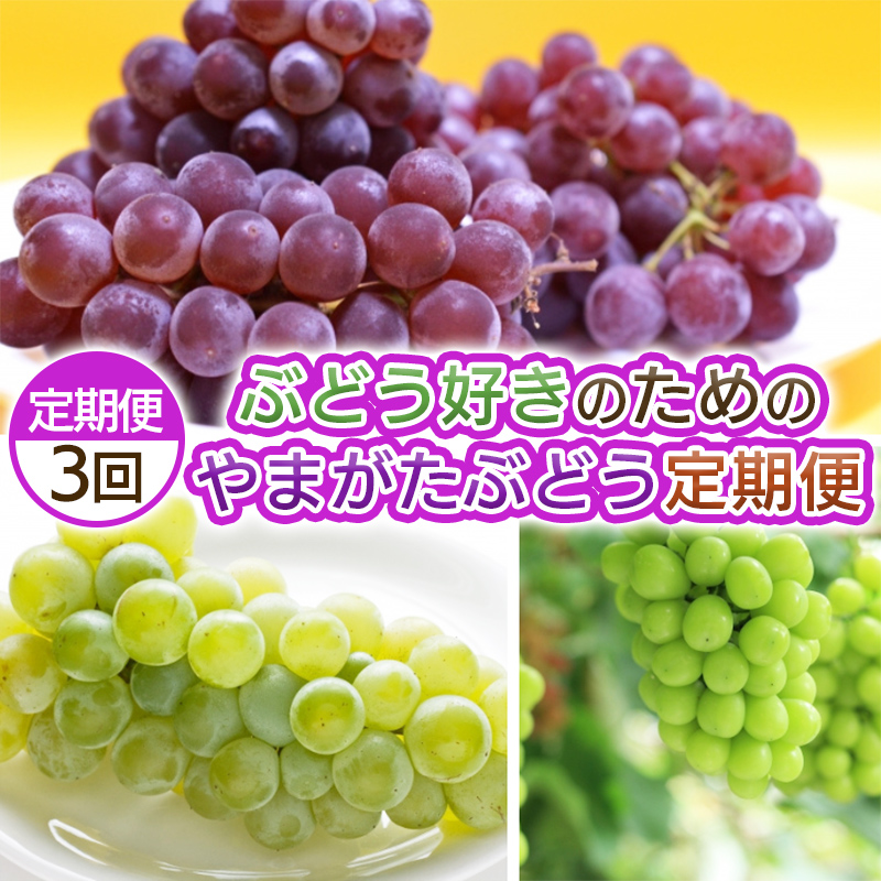 【定期便3回】ぶどう好きのためのやまがたぶどう定期便 【令和8年産先行予約】FS25-693