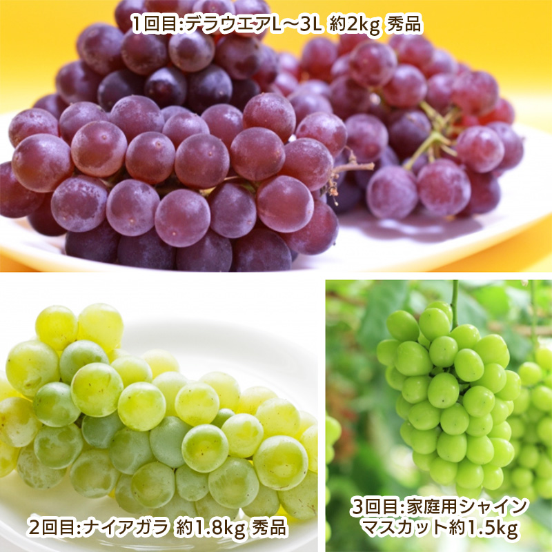 【定期便3回】ぶどう好きのためのやまがたぶどう定期便 【令和8年産先行予約】FS25-693