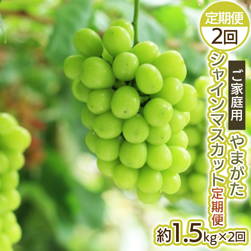 【定期便2回】ご家庭用 やまがた シャインマスカット 優品 約1.5kg×2回 【令和8年産先行予約】FS25-699