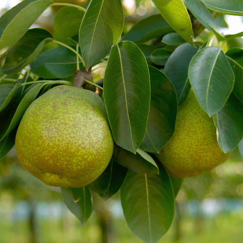 厳選ラフランス 秀品 大玉 6個入り (約2kg)【令和8年産先行予約】FS25-759