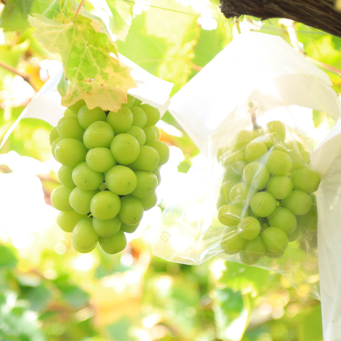 【定期便5回】おいしい！ジューシー！山形フルーツ　バラエティ定期便  FZ25-821