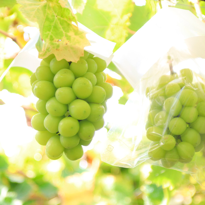 【定期便4回】イチオシフルーツ！やまがた宝箱A FY25-823