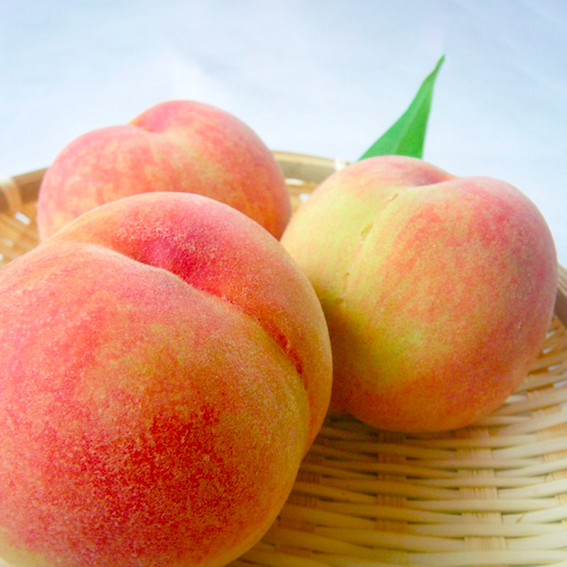 【定期便3回】人気フルーツ まるかじり定期便 FZ25-726