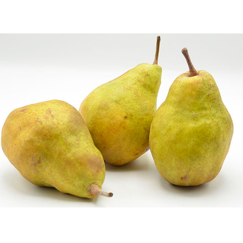 ★定期便3回★山形の洋梨食べつくし！(マリゲットマリーラ・ラフランス・シルバーベル) 【令和8年産先行予約】FS25-688