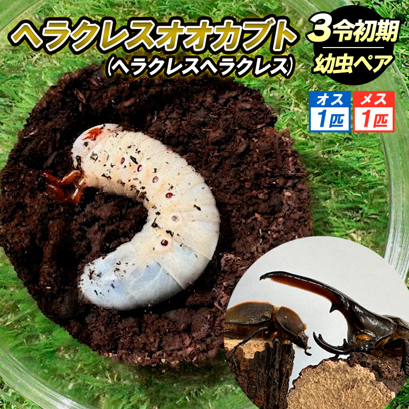 ヘラクレスオオカブト（ヘラクレスヘラクレス）３令 初期幼虫ペア（オス１匹、メス1匹）  FY25-836