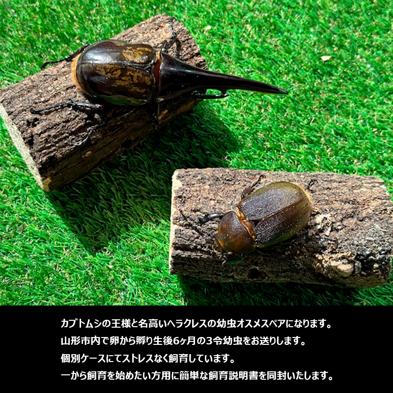 ヘラクレスオオカブト（ヘラクレスヘラクレス）３令 初期幼虫ペア（オス１匹、メス1匹）
 FY25-836