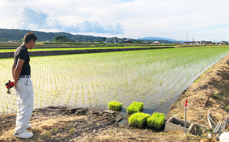 令和7年度産 山形産 「つや姫」5kg (精米) 特別栽培米 8割減農薬・9割減化学肥料（当地比）【カブトエビが泳ぐほそやさんの田んぼから】微生物を活性化させるワーコム栽培 FY25-125