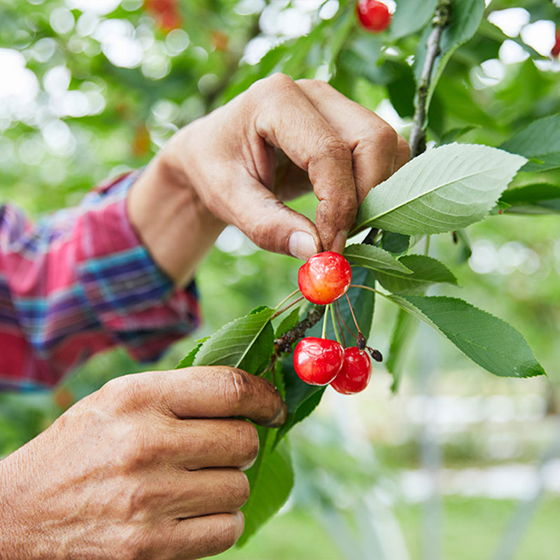【定期便3回】山形の産直所で人気のベスト3！さくらんぼ・白桃・シャインマスカット【季節の少量便】 FZ25-948 くだもの 果物 フルーツ 山形 山形県 山形市