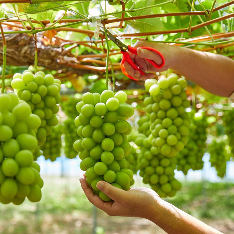 【定期便3回】山形の産直所で人気のベスト3！さくらんぼ・白桃・シャインマスカット【季節の少量便】 FZ25-948 くだもの 果物 フルーツ 山形 山形県 山形市