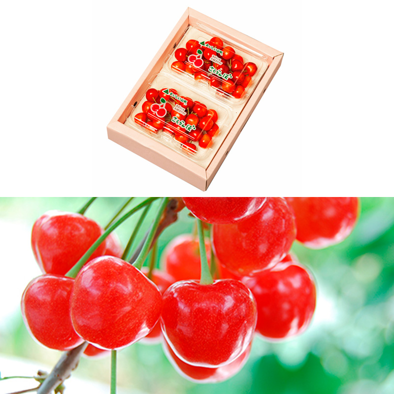 【定期便3回】山形のさくらんぼ 佐藤錦・紅秀峰 各360g×3回[5月・6月・7月] 【令和8年産先行予約】FS25-007