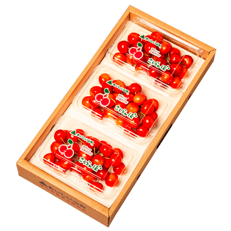 山形のさくらんぼ 大将錦 540g Lサイズ以上 (180g×3パック) 【令和8年産先行予約】FS25-017