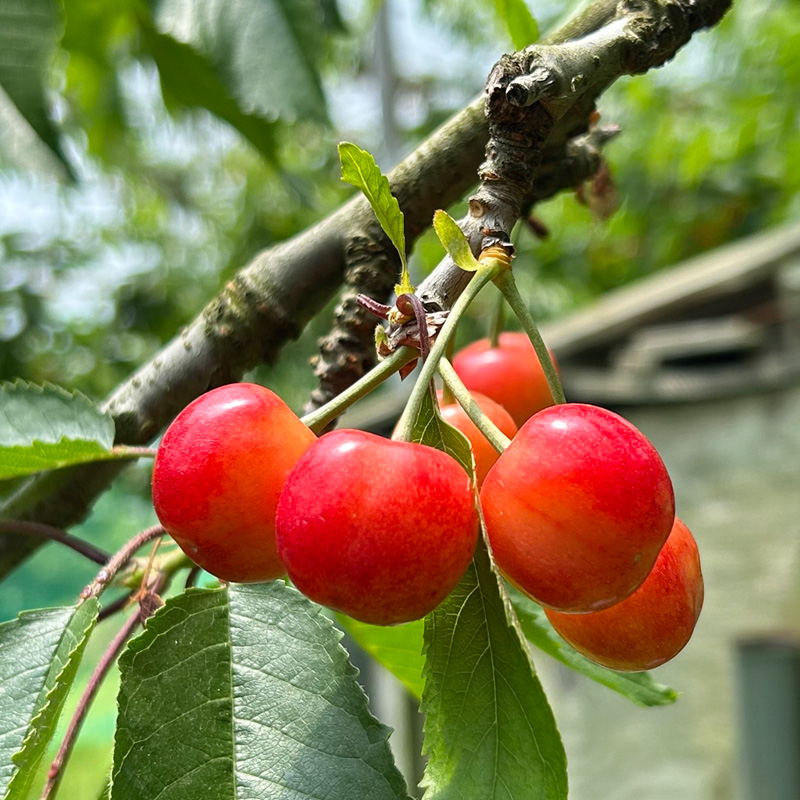 ☆フルーツ王国山形☆さくらんぼ 佐藤錦 Lサイズ 540g(180g×3P) 【令和8年産先行予約】FS25-006