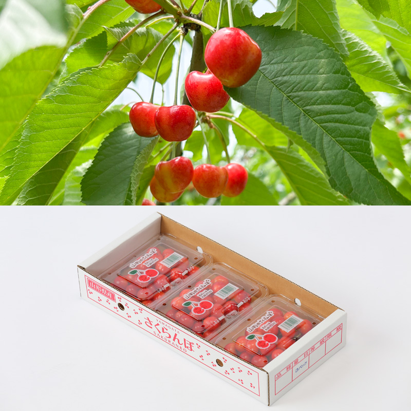 ☆フルーツ王国山形☆さくらんぼ 佐藤錦 Lサイズ 540g(180g×3P) 【令和8年産先行予約】FS25-006