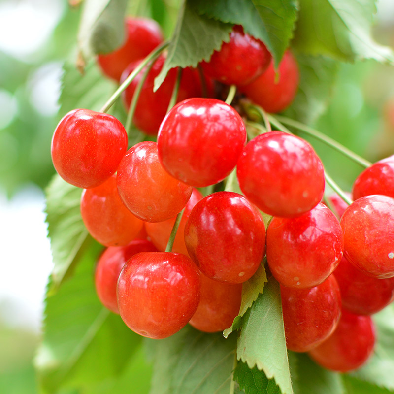 山形市産 さくらんぼ(やまがた紅王)2L 800g(200g×4) 【令和8年産先行予約】FS25-026