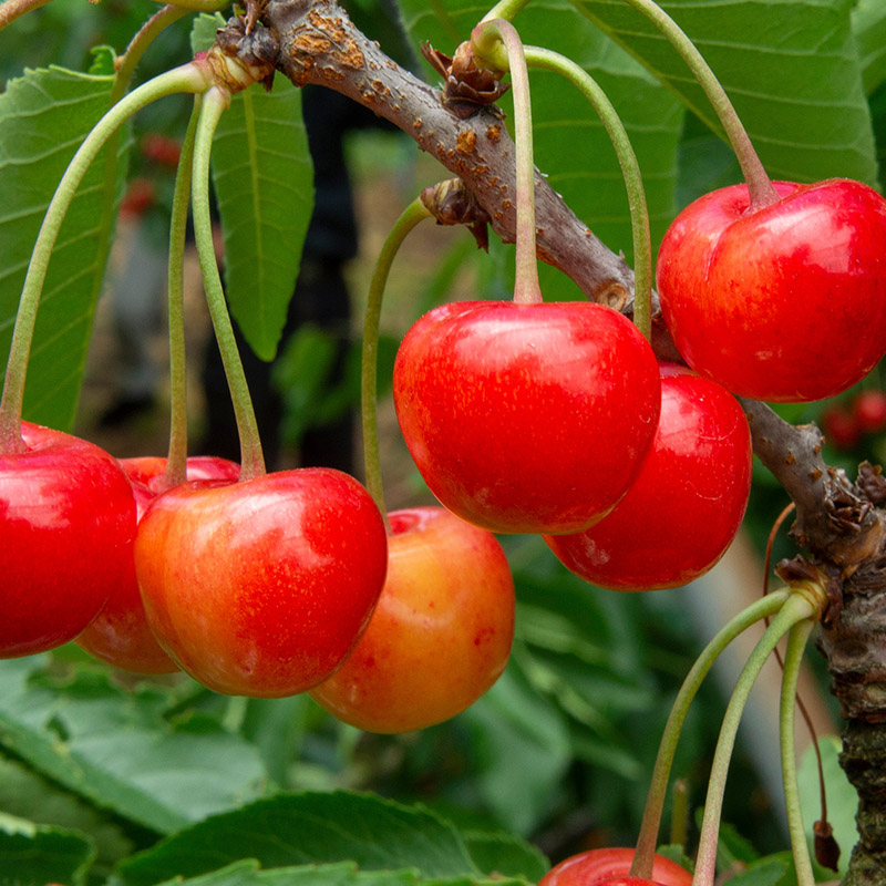 山形市産 さくらんぼ(紅秀峰)L 540g(180g×3) 【令和8年産先行予約】FS25-029