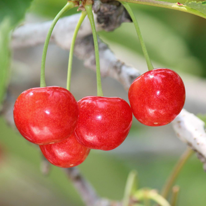 ☆旬☆さくらんぼ 紅秀峰 2Lサイズ 500g バラ 化粧箱詰 【令和8年産先行予約】FS25-053