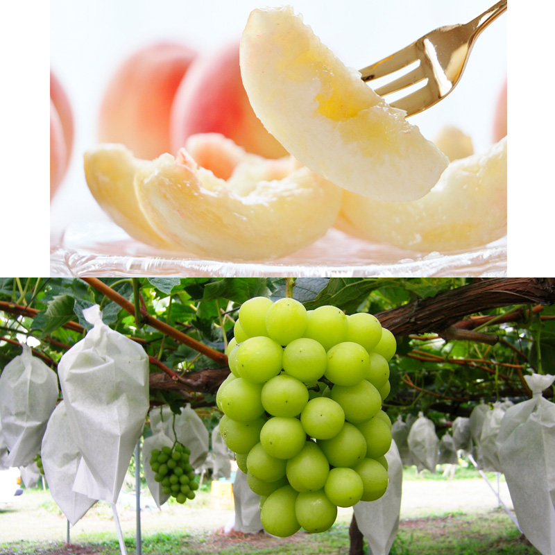 【定期便4回】☆フルーツ王国山形☆『白桃、シャインマスカット、ラ・フランス、りんご』 FY25-307