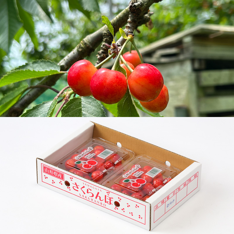 【定期便3回】☆フルーツ王国山形☆生産量日本一セット！『佐藤錦、すもも(秋姫)、ラ・フランス』 FY25-315