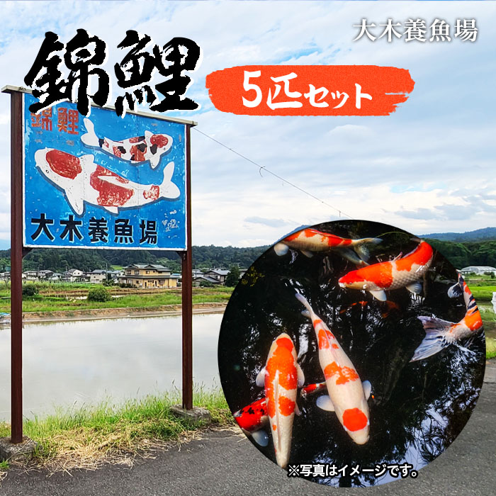 山形常明寺 錦鯉 5匹セット FZ22-985