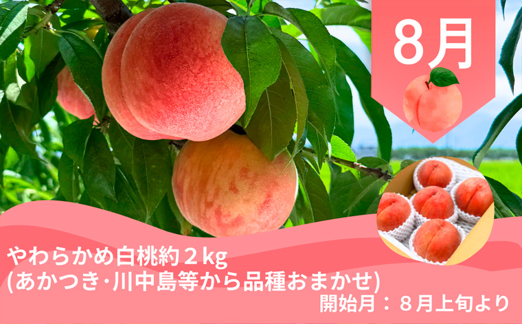 【定期便4回】やまがた 郷土フルーツ定期便 佐藤錦・やわらかめ白桃・シャインマスカットとピオーネ・りんごとラ・フランス FZ23-929