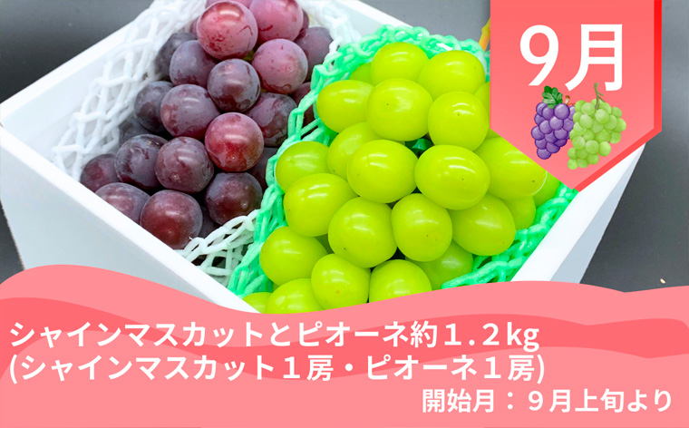 【定期便4回】やまがた 郷土フルーツ定期便 佐藤錦・やわらかめ白桃・シャインマスカットとピオーネ・りんごとラ・フランス FZ23-929