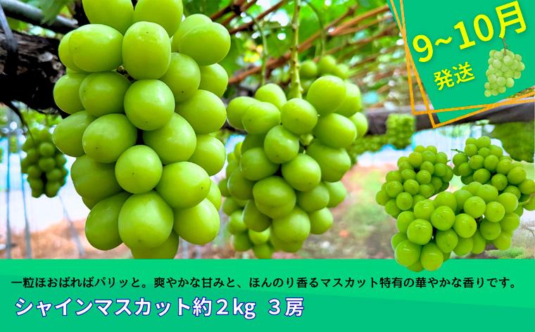 【定期便3回】やまがたフルーツ定期便”蔵王”山形名物フルーツA FY25-343