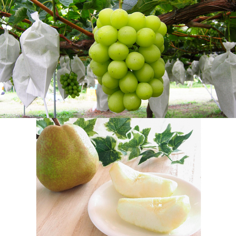 【定期便4回】☆フルーツ王国山形☆『佐藤錦、白桃、シャインマスカット、ラ・フランス』 FY25-308