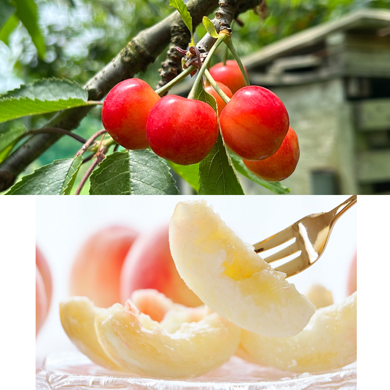 【定期便4回】☆フルーツ王国山形☆『佐藤錦、白桃、シャインマスカット、ラ・フランス』 FY25-308