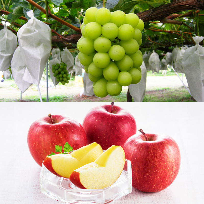 【定期便4回】☆フルーツ王国山形☆『佐藤錦、白桃、シャインマスカット、りんご』 FY25-309