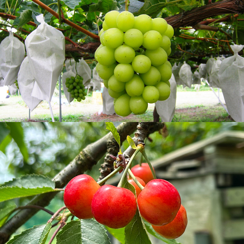 【定期便4回】☆フルーツ王国山形☆『佐藤錦、白桃、すもも、シャインマスカット』 FY25-311