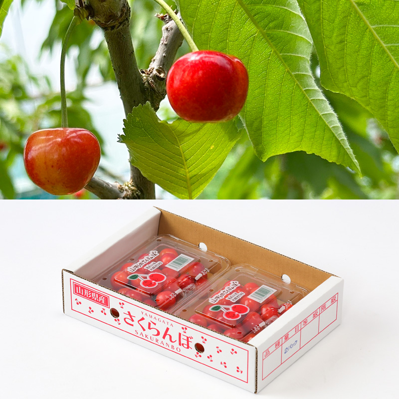 【定期便3回】☆フルーツ王国山形☆『いちご、紅秀峰、シャインマスカット』 FY25-316