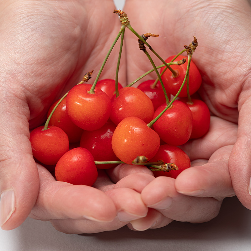 山形さくらんぼ (祝)栽培150周年記念！佐藤錦 360g（180g×2パック） L玉 数量限定！【令和8年産先行予約】FS25-061