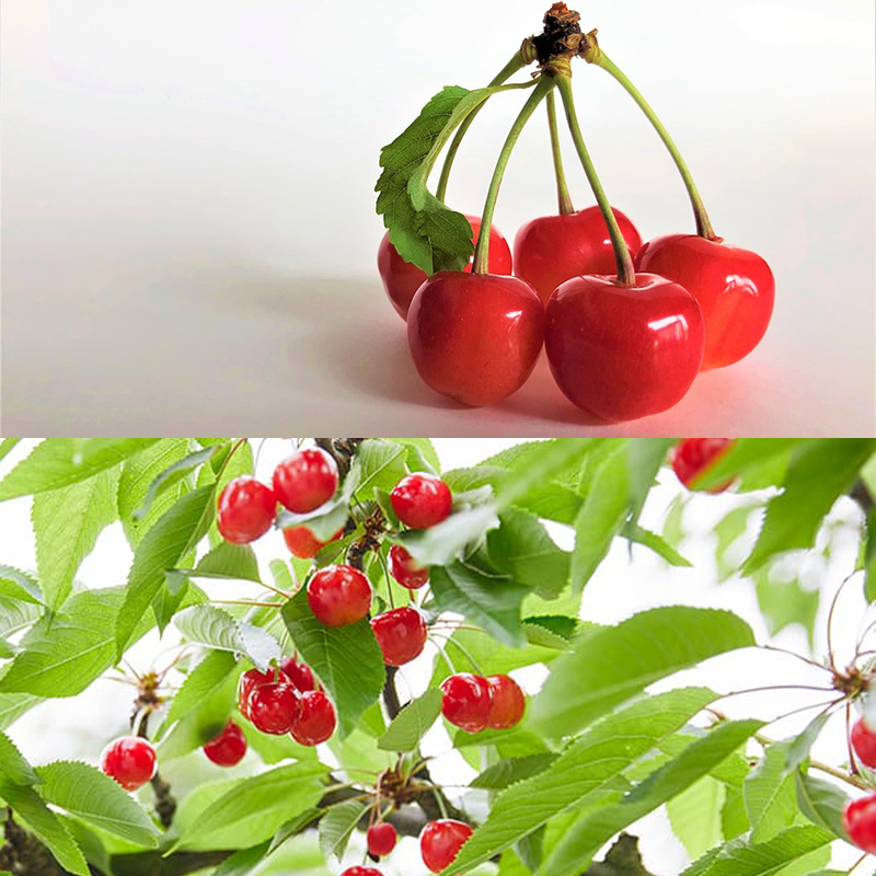 山形さくらんぼ (祝)栽培150周年記念！佐藤錦 360g（180g×2パック） L玉 数量限定！【令和8年産先行予約】FS25-061