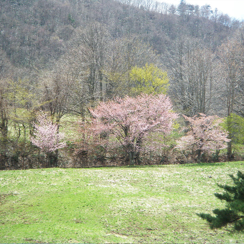 『期間限定』男山 純米大吟醸 西蔵王の大山櫻 1.8L×1本【令和8年3月中旬～発送】 FZ22-918