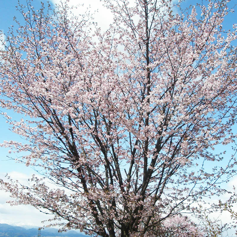 『期間限定』男山 純米大吟醸 西蔵王の大山櫻 720ml×2本【令和8年3月中旬～発送】 FZ22-919