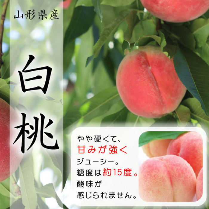 【定期便3回】山形市の至高！山形市厳選フルーツ定期便【令和8年産先行予約】FS24-587